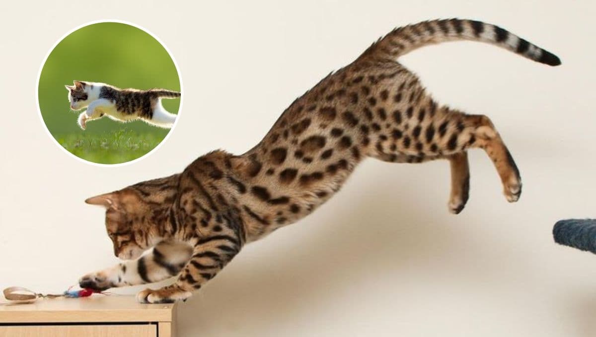 Las verdaderas razones por las que un gato se pone a correr como loco