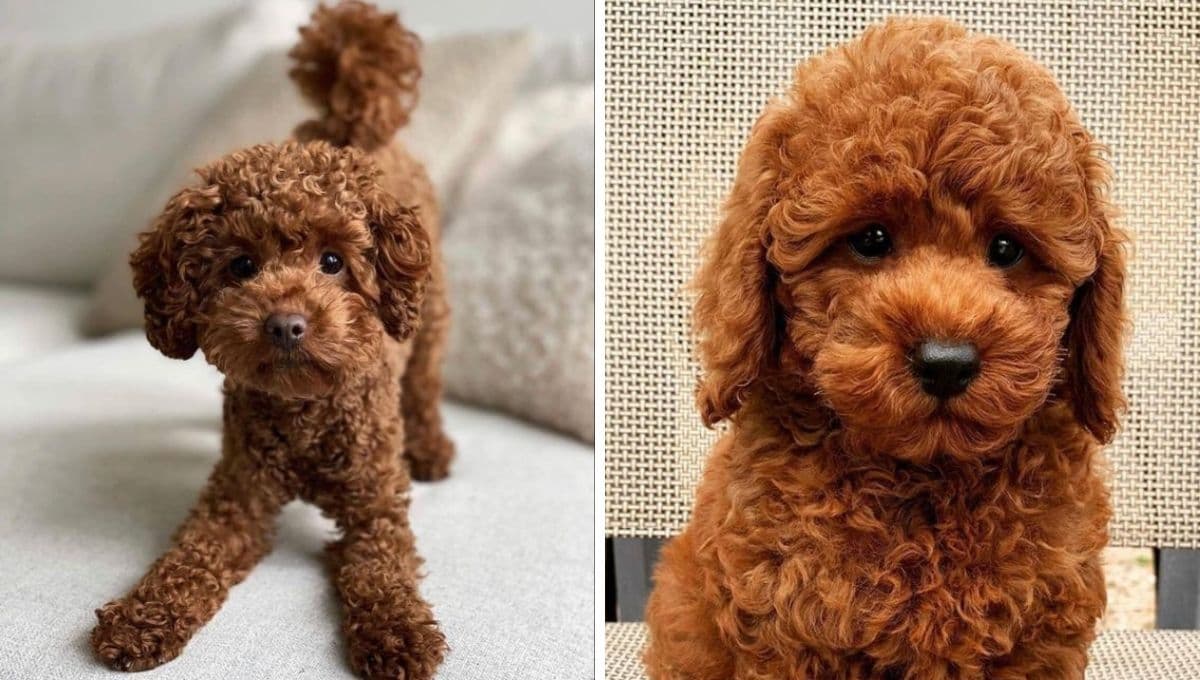 ¿Quieres un caniche? Piénsalo bien, porque ASÍ se comportan con sus dueños