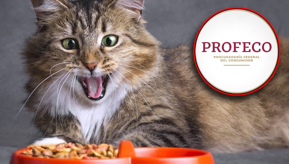 Comida para gatos buena y barata según la Profeco en 2023