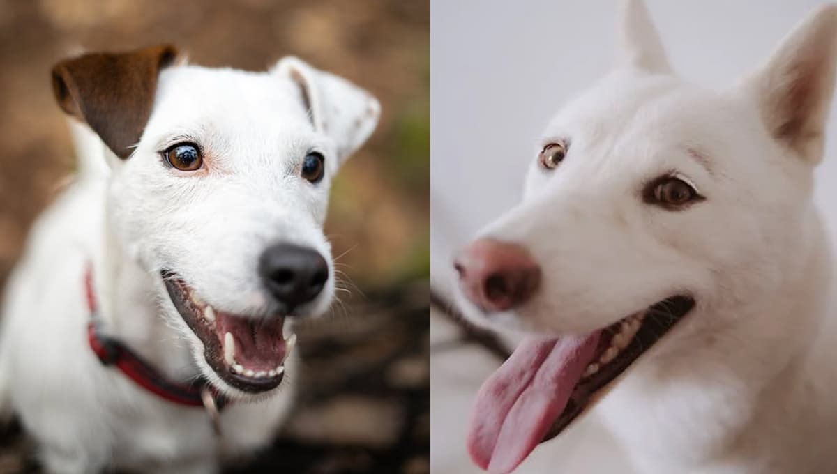Las 3 razas de perros más desobedientes: son sólo para los más pacientes