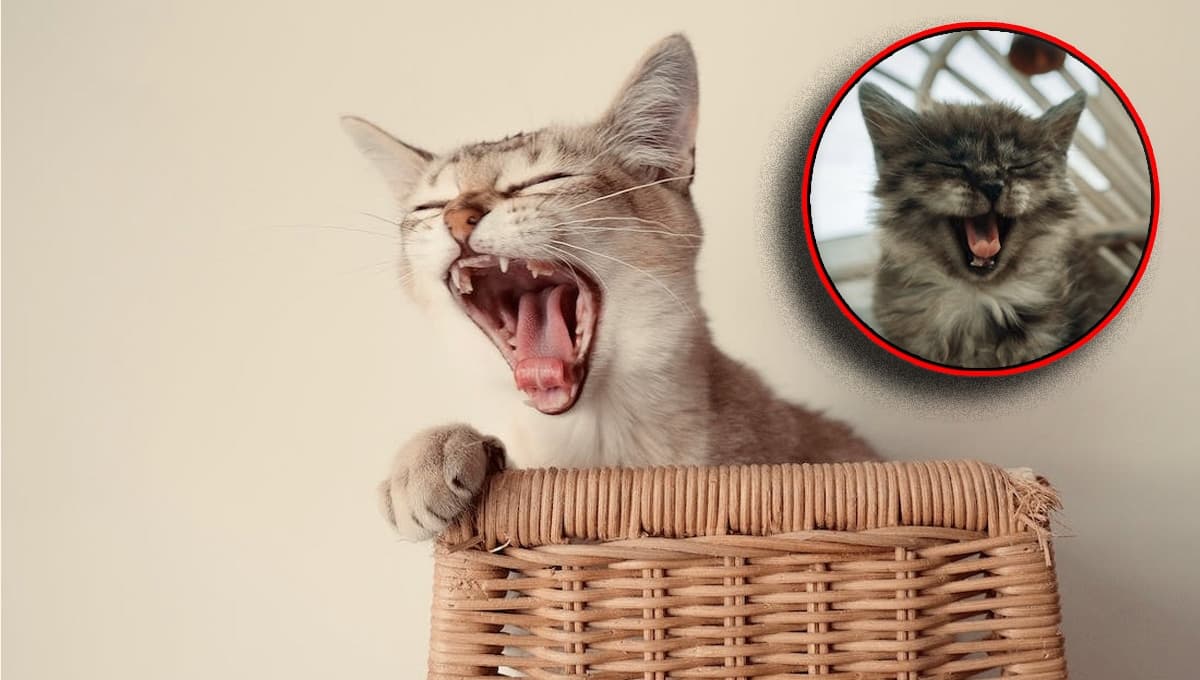 ¿Qué significa cuando un gato estornuda mucho?