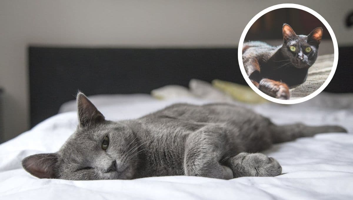 ¿Qué significa que tu gato ya no quiera dormir contigo y por qué es tan triste?