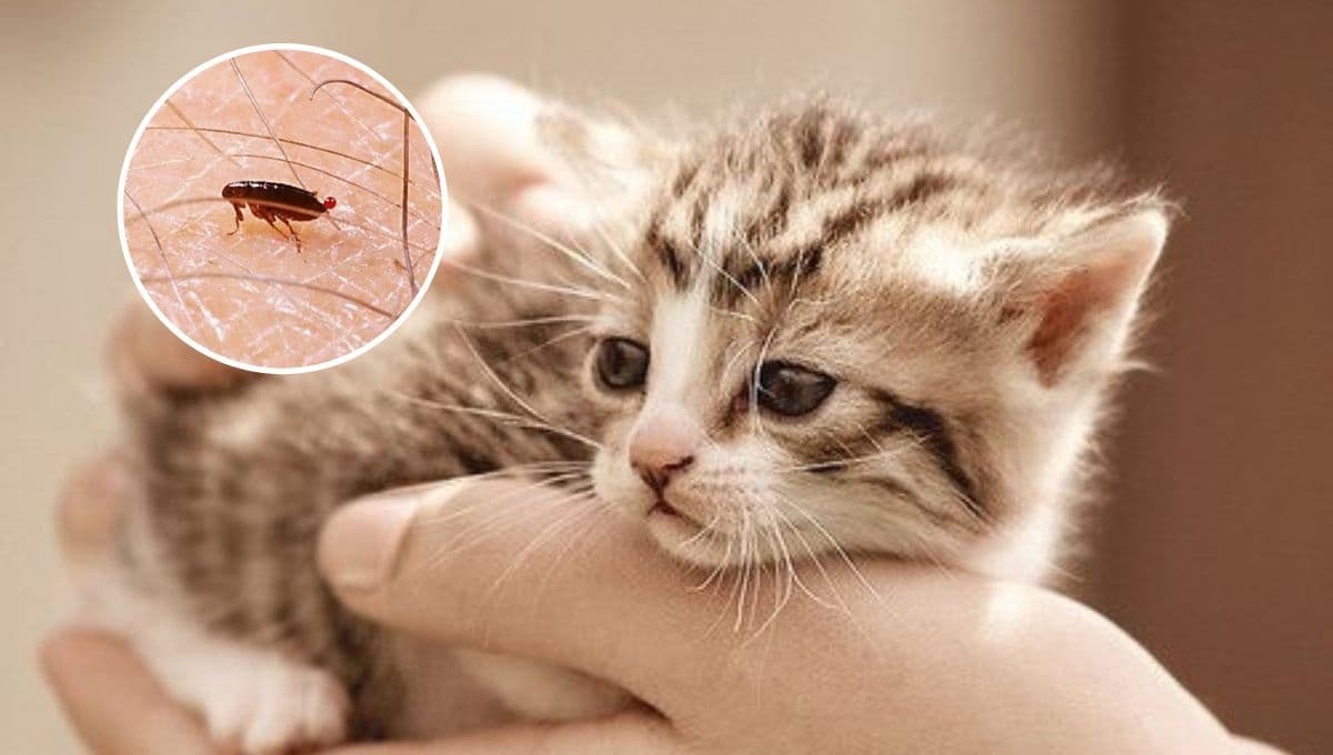 El MEJOR remedio para quitarle las pulgas a los gatos bebés