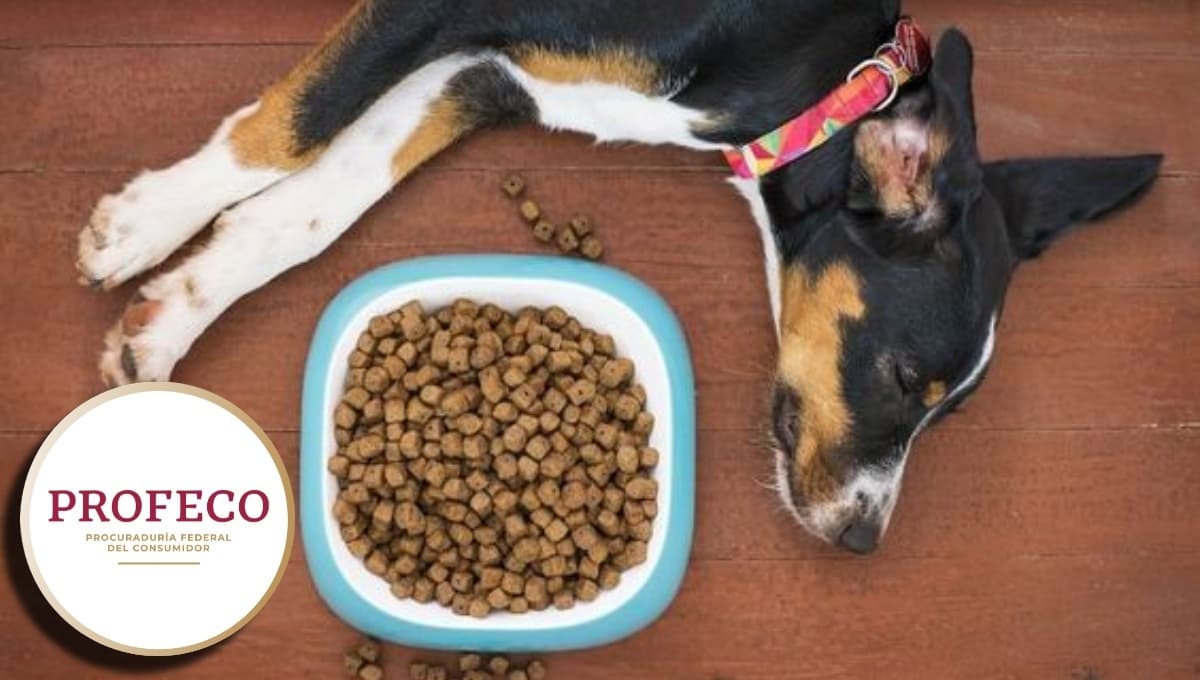 Análisis de la Profeco de las croquetas Purina Dog Chow