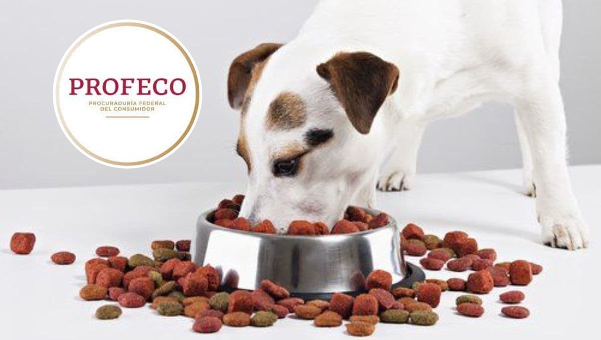 ¿Qué croquetas buenas y baratas recomienda la Profeco para un perro?