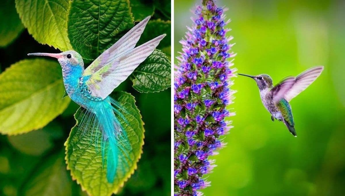 Esta es la manera en la que la contaminación afecta a los colibríes