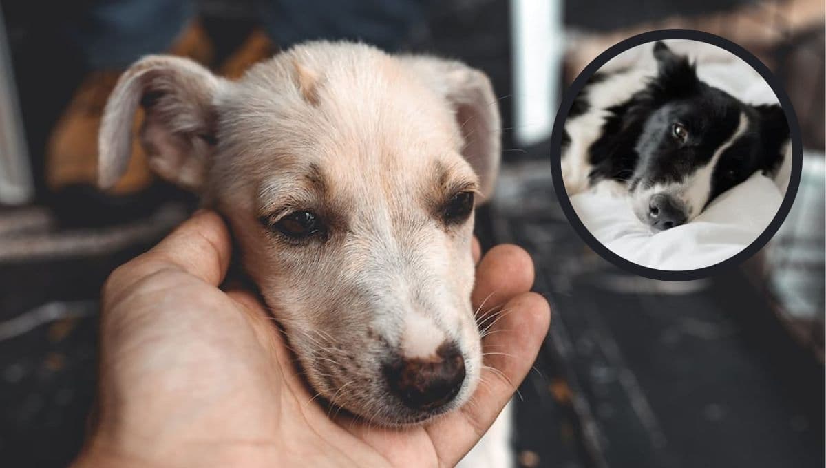Quiz sencillo para saber si tienes un perro ESTRESADO en casa