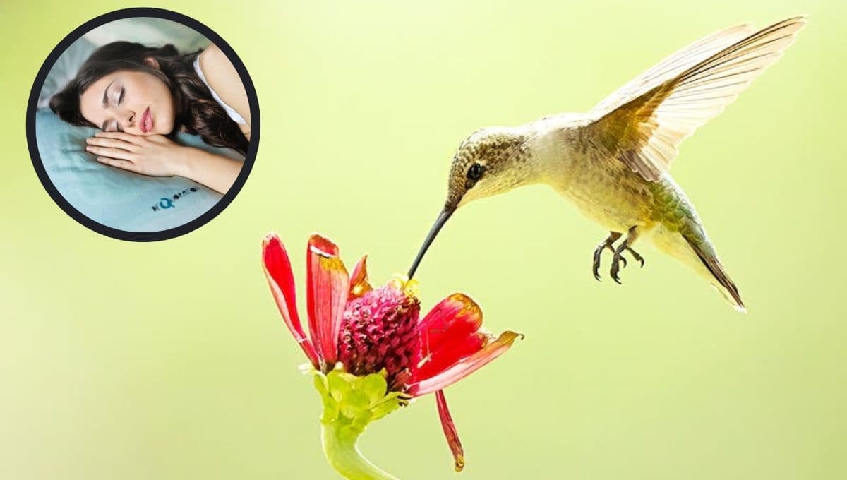 Descubre el bonito significado de soñar con colibríes