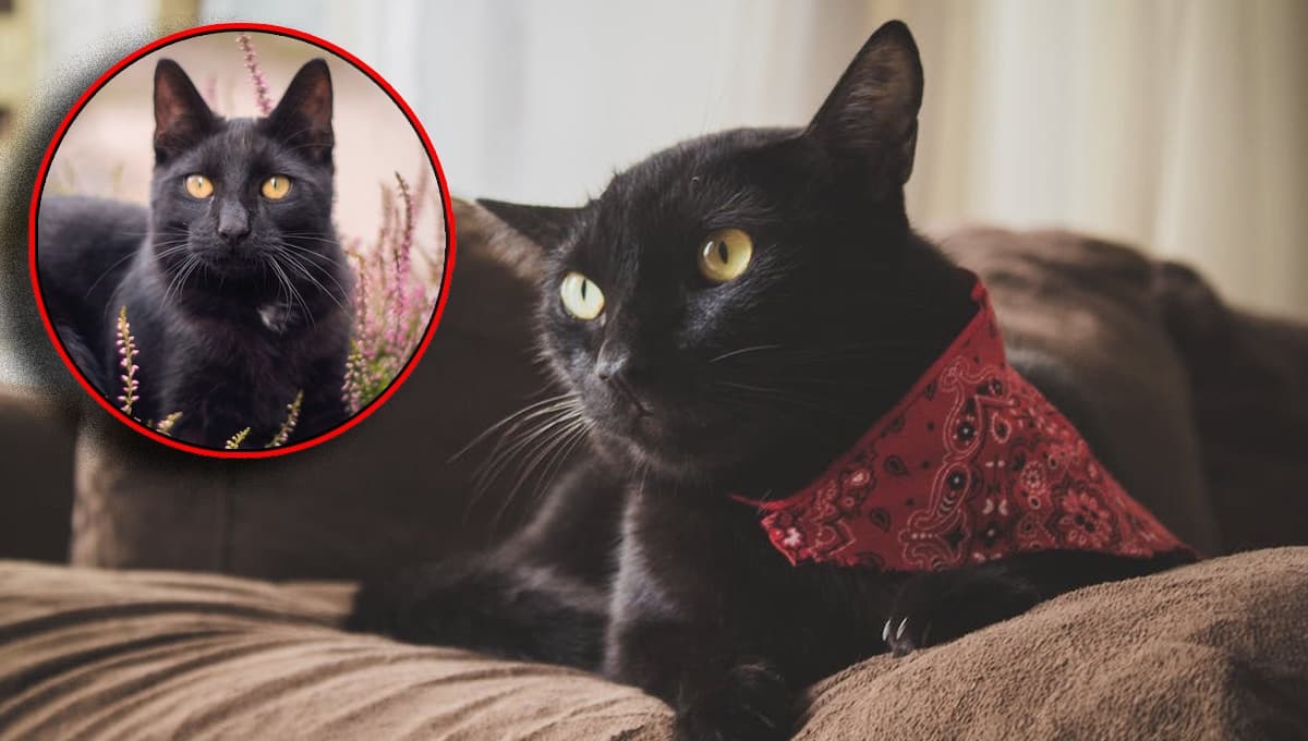 5 características de los gatos negros para entender por qué son especiales