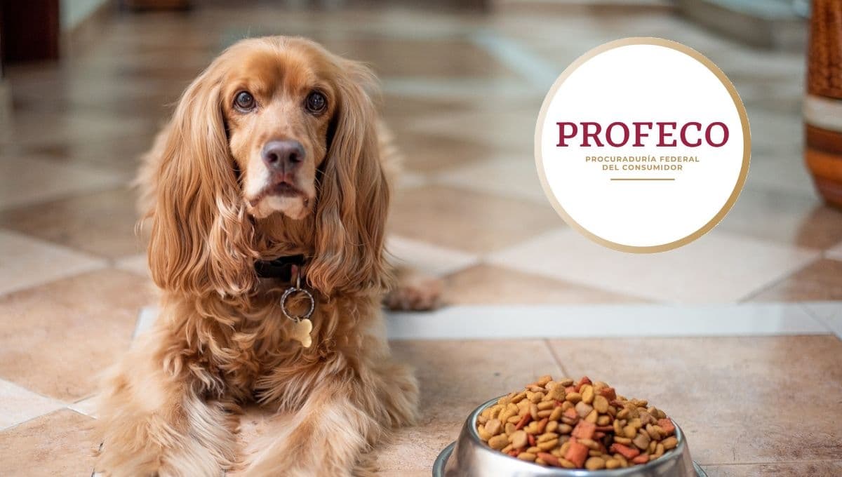 Pocos la compran pero es una de las croquetas para perro más económicas y buenas según la Profeco
