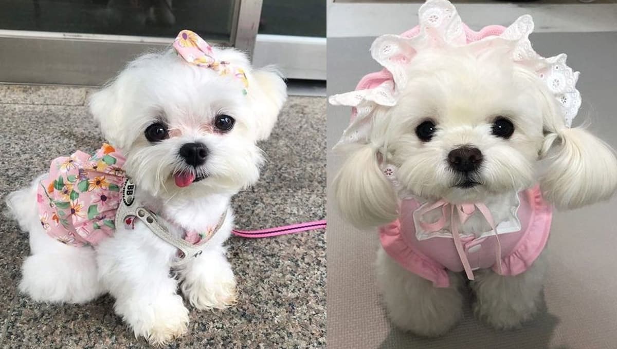 5 nombres tiernos para perritas chiquitas con significado