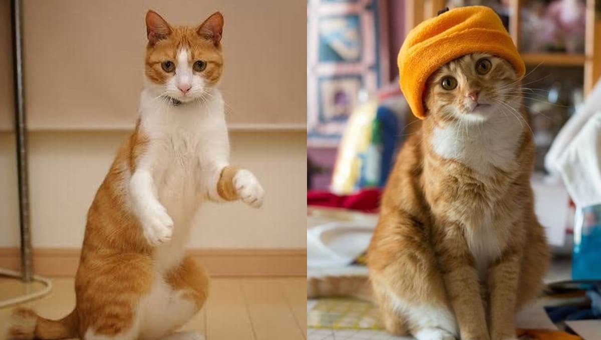 5 características de los gatos naranjas para entender por qué son especiales
