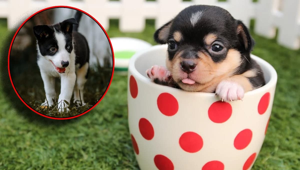 Quiz de personalidad para saber qué raza de perro chico soy