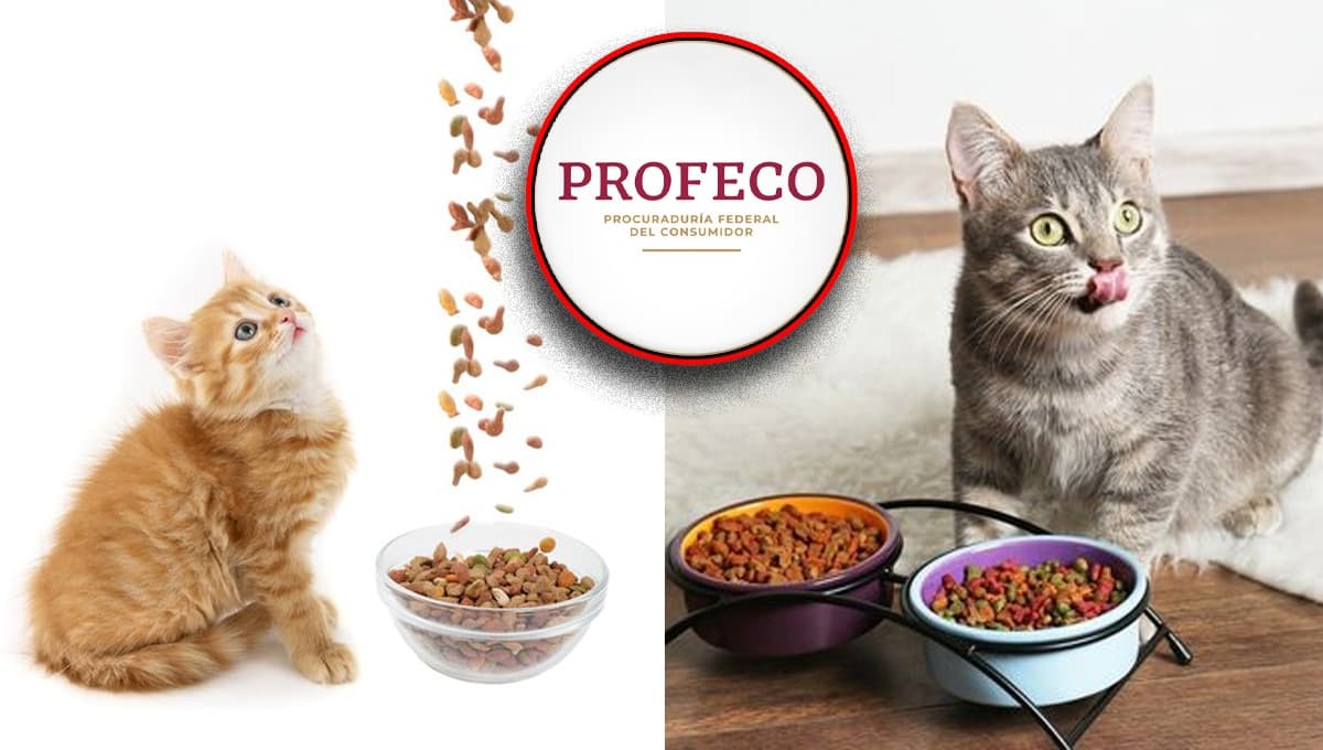 Según Profeco, ESTE es el mejor alimento para gato 2023