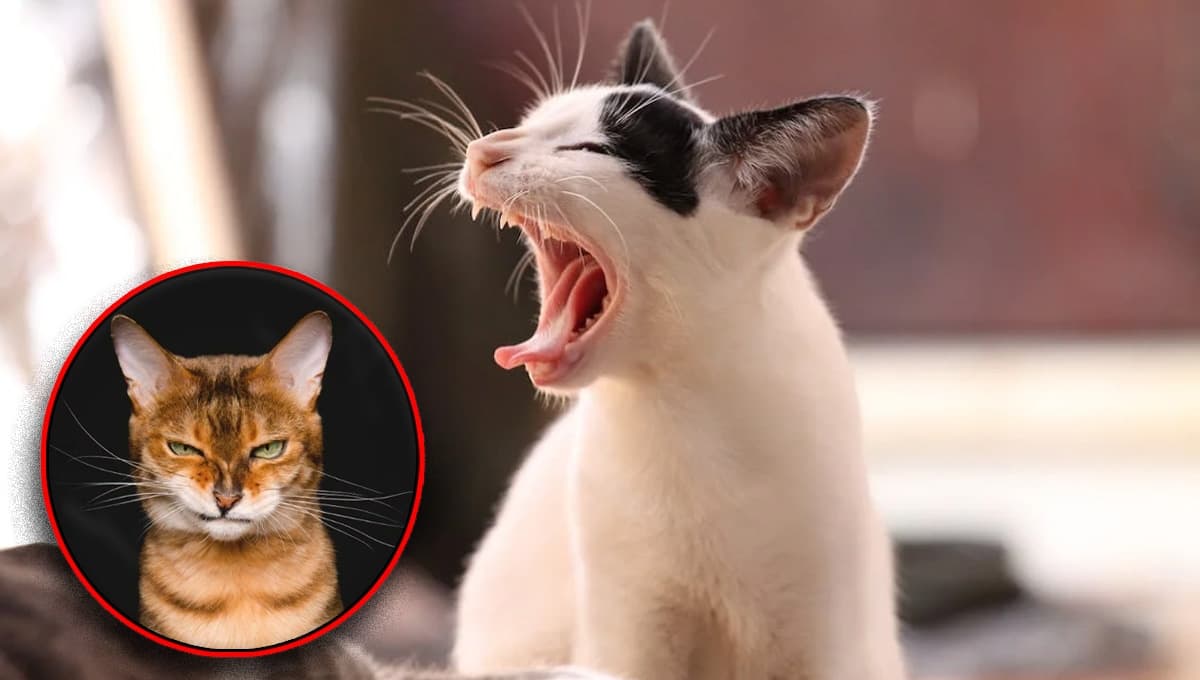 ¿Qué significa cuando mi gato me muerde de la nada?
