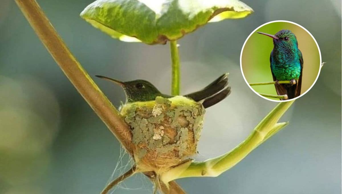 ¿Cómo ayudar a un colibrí que no puede volar?