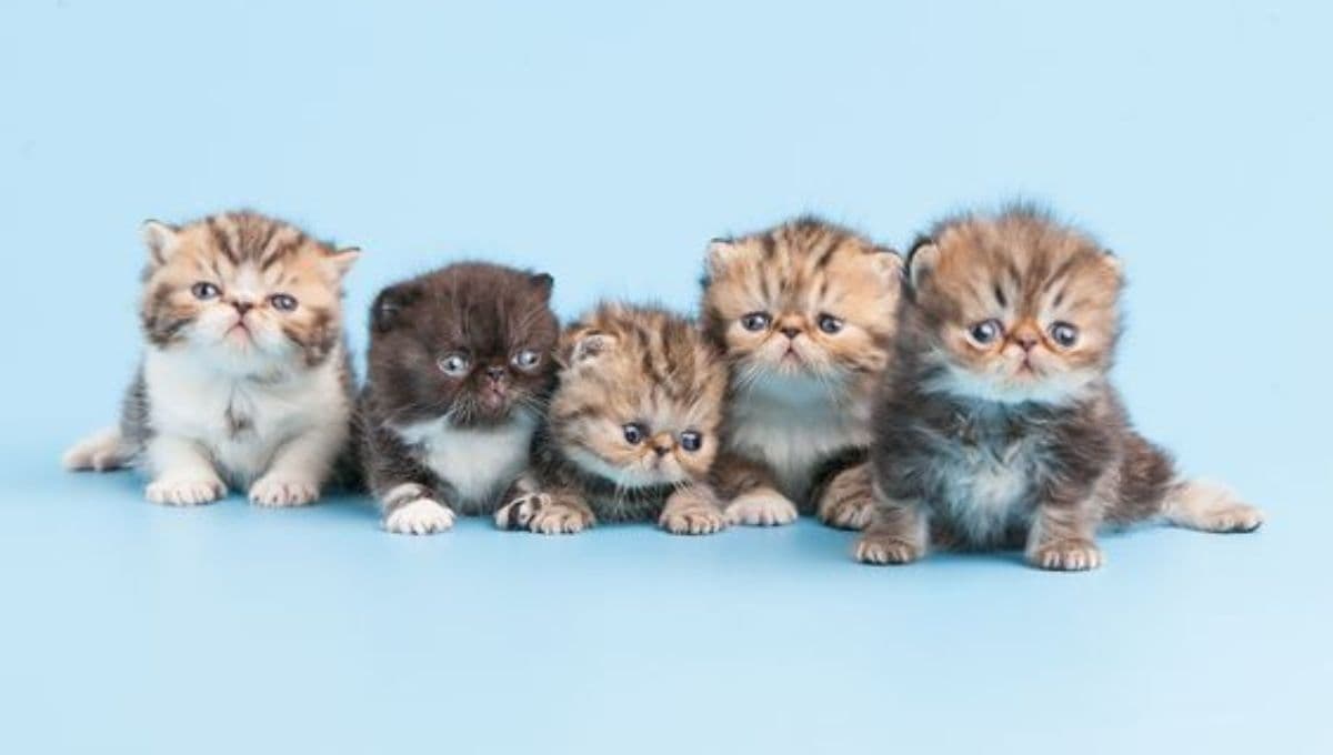 5 nombres para gatitos chiquitos con significado hermoso