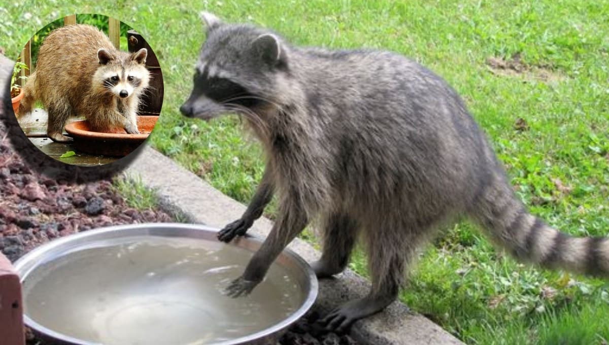 ¿Por qué a los mapaches les gusta lavar todo?
