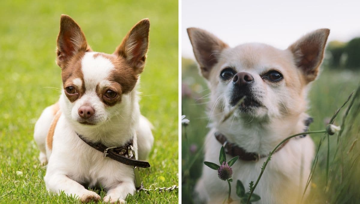 5 características de los perros chihuahua para entender su ternura y energía