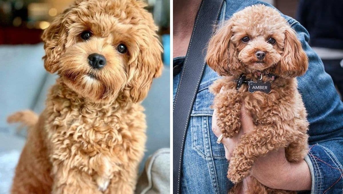 ¿Qué tan inteligentes son los perros caniches?