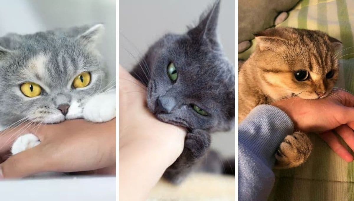 ¿Por qué los gatos muerden y se van corriendo?