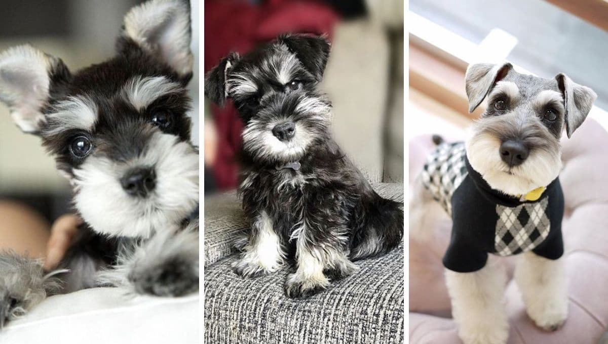5 formas sencillas de hacer feliz a un perro schnauzer