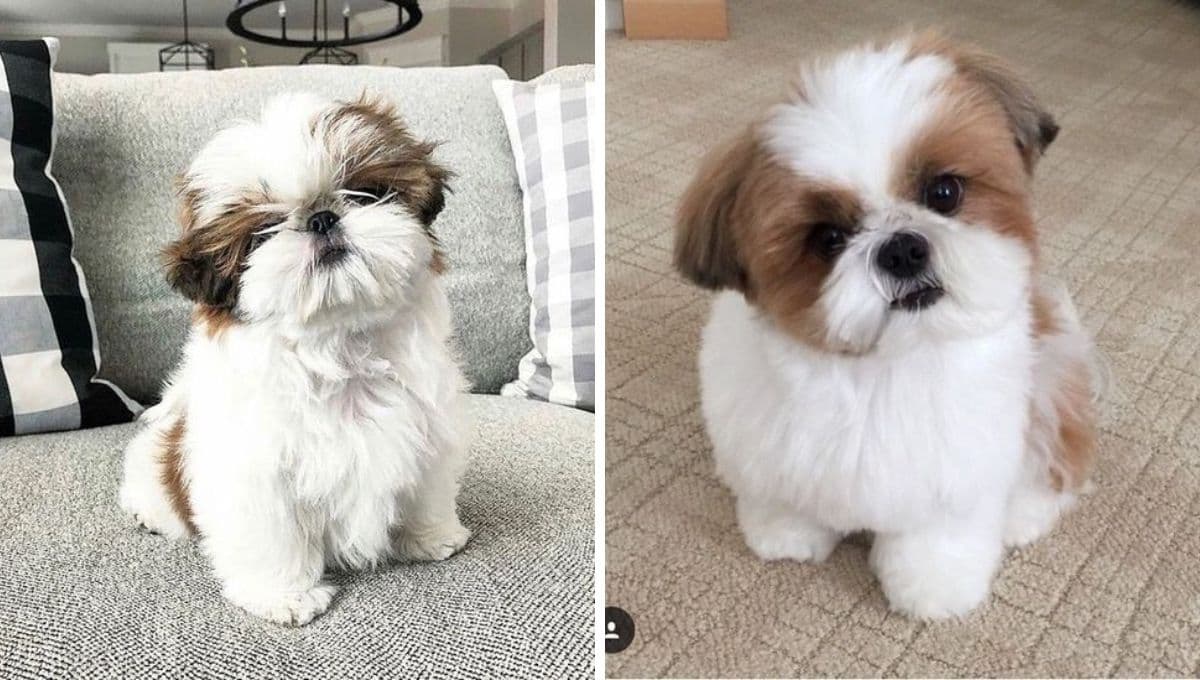 ¿Qué tan delicados son los perros Shih Tzu?