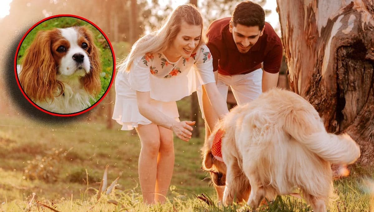 3 razas de perros más CARIÑOSAS: no te las podrás despegar