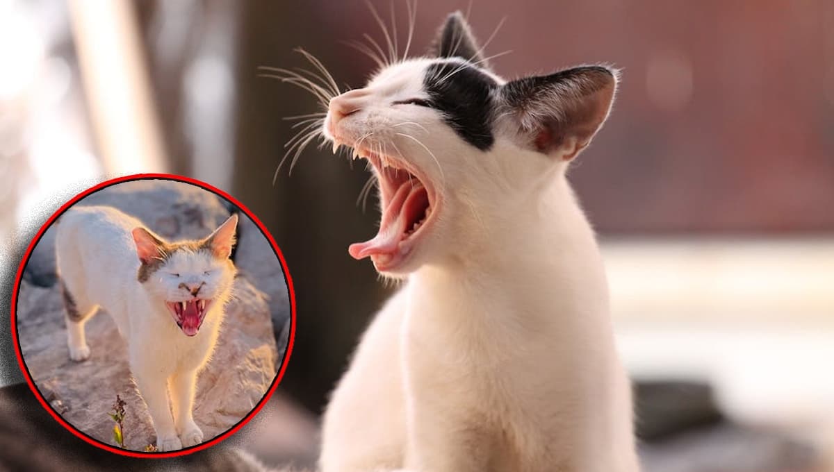 5 características de un gato que NO te quiere
