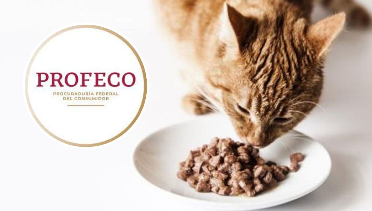 Top mejores croquetas para gato bebé según la Profeco
