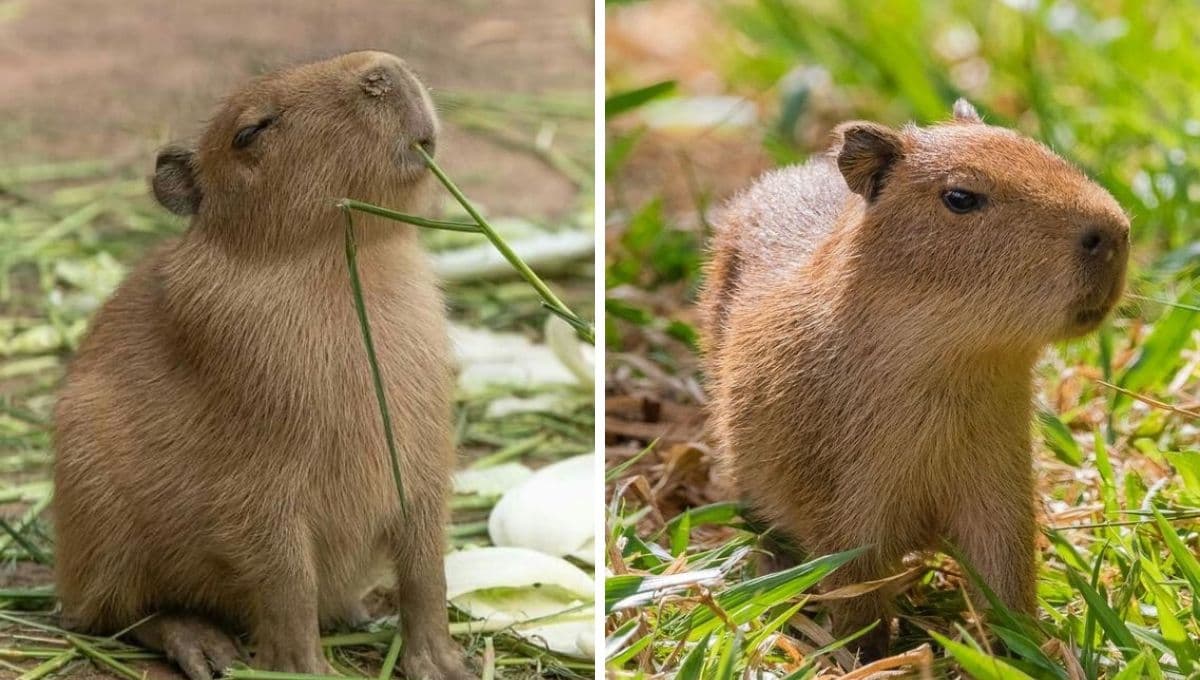 ¿Dónde hay capibaras en México?