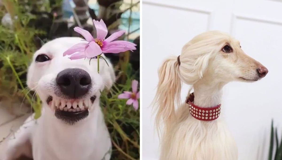 5 FOTOS  de perros feos y raros pero chistosos