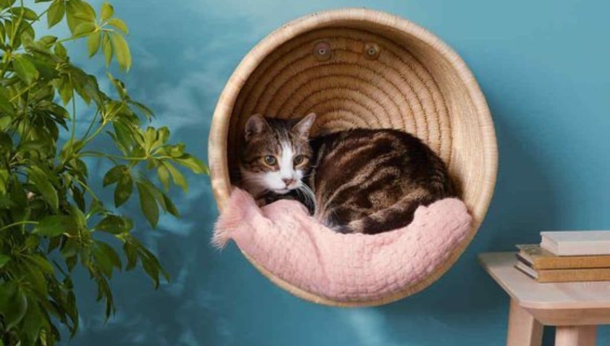 ¿Es verdad que los gatos en casa traen buena suerte?