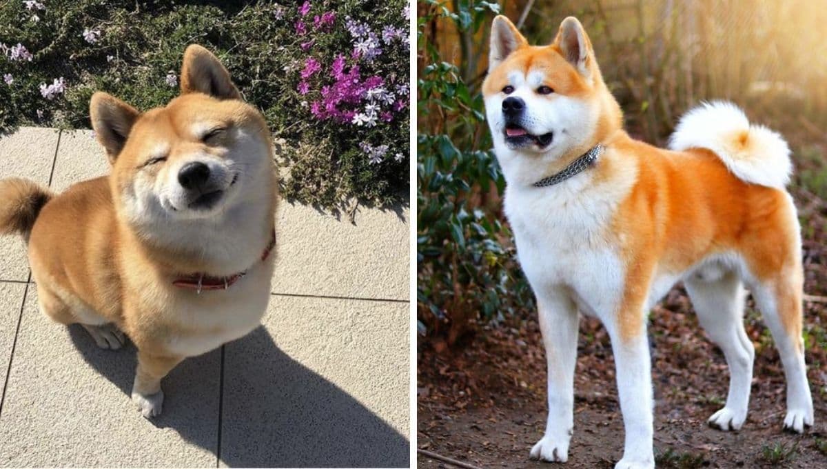 Akita Inu vs Shiba Inu, ¿cuáles son las diferencias?