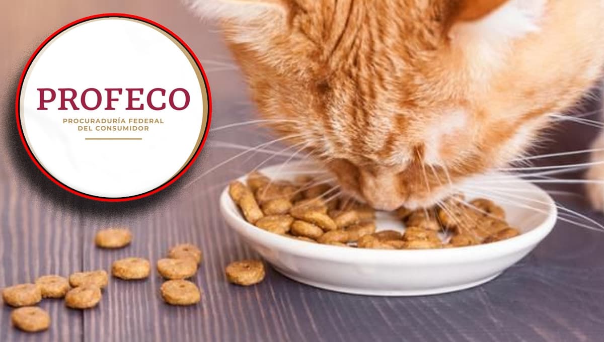 ¿Qué tan bueno es el alimento Óptimo Felino según la Profeco?