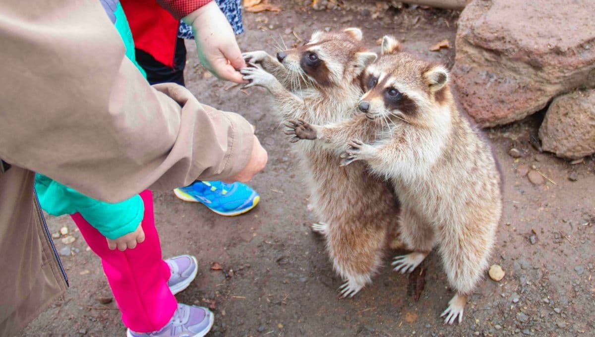 ¿Cómo son los mapaches con los humanos?
