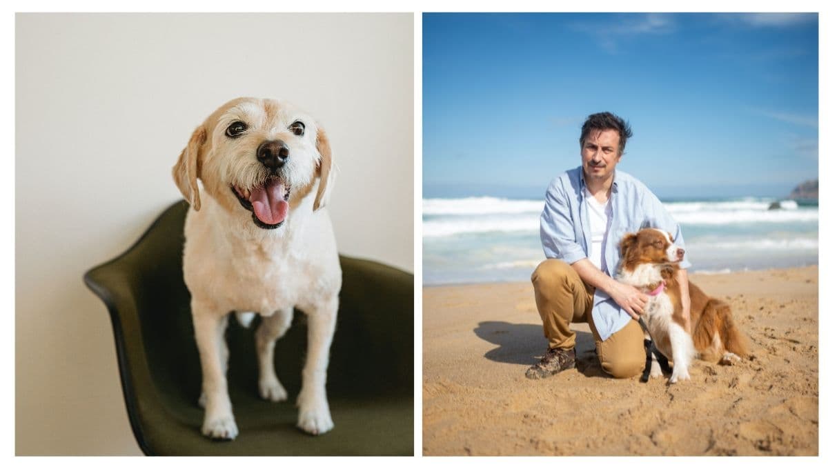 Quiz para saber si eres buen dueño con tu perro y le das la vida que merece