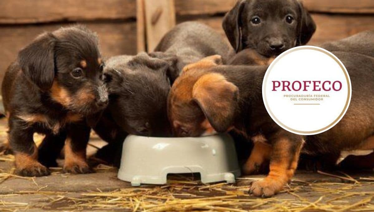 ¿Qué tan buena es la croqueta Dog Chow según la Profeco en 2023?