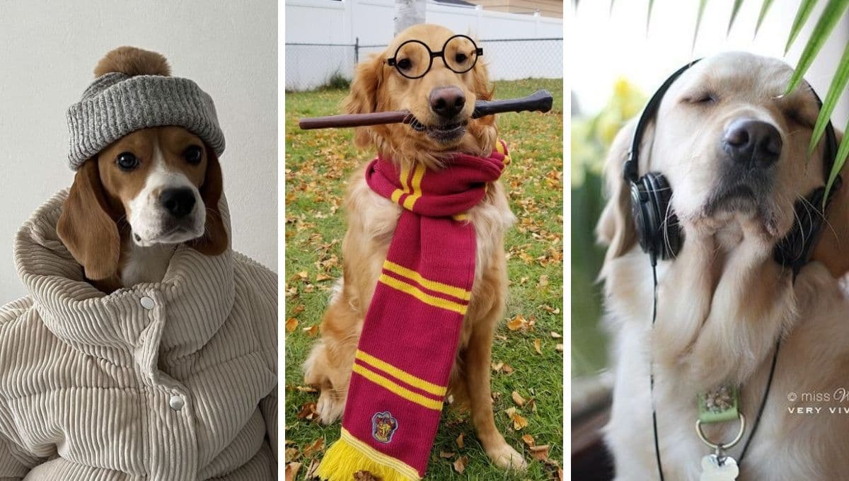 5 nombres originales para perros fuertes y grandes con su significado