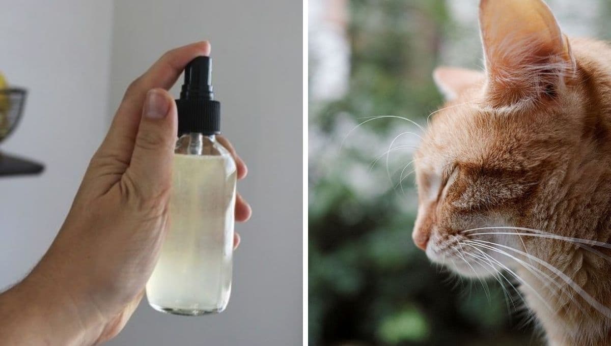 ASÍ puedes hacer un spray antipulgas casero para gatos