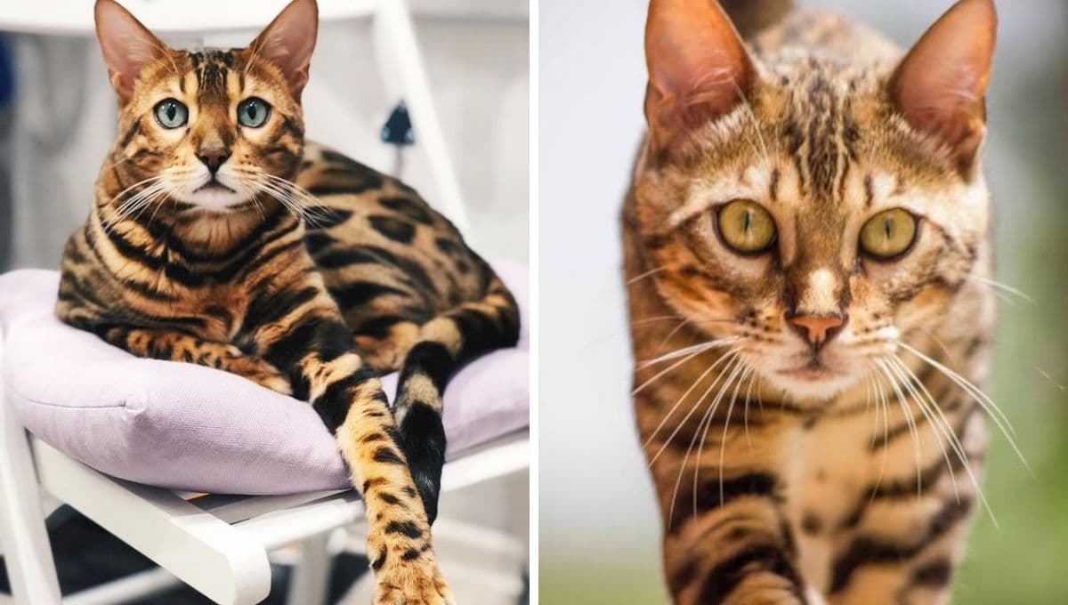 5 características de los gatos bengalí para entender por qué son tan queridos