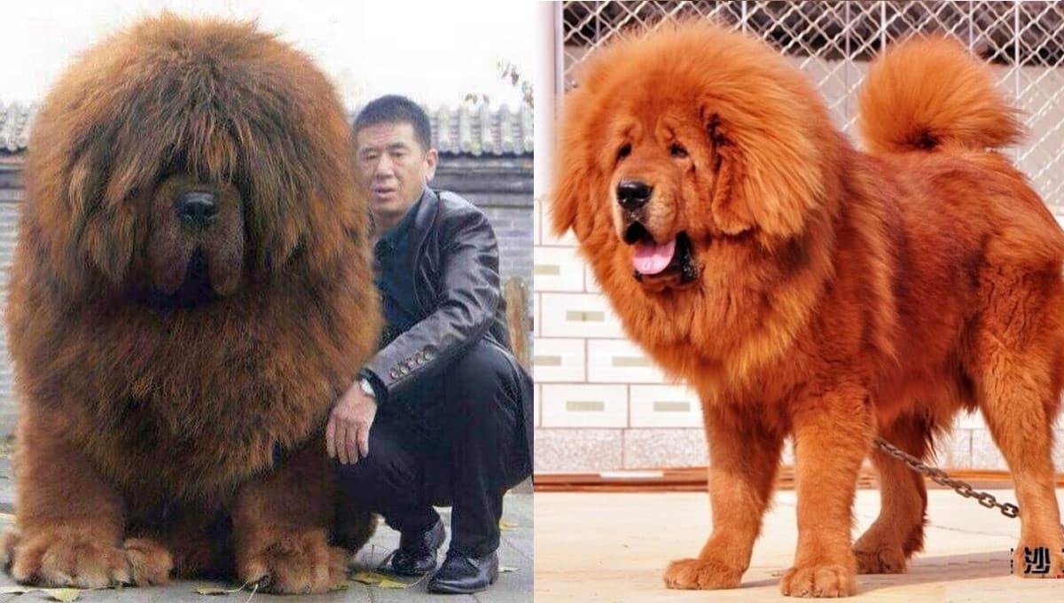 5 características del Mastín Tibetano para entender por qué son los perros más CAROS