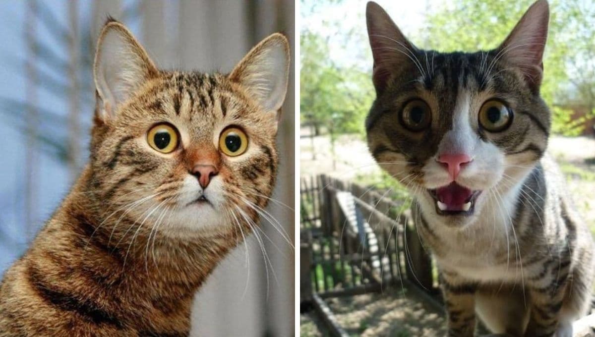5 MEMES de gatos sorprendidos para compartir en WhatsApp