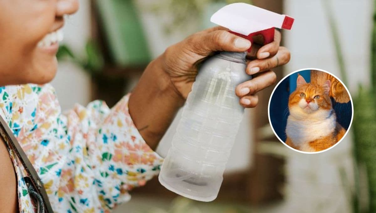 ¿Cómo hacer un spray antipulgas casero para gatos?