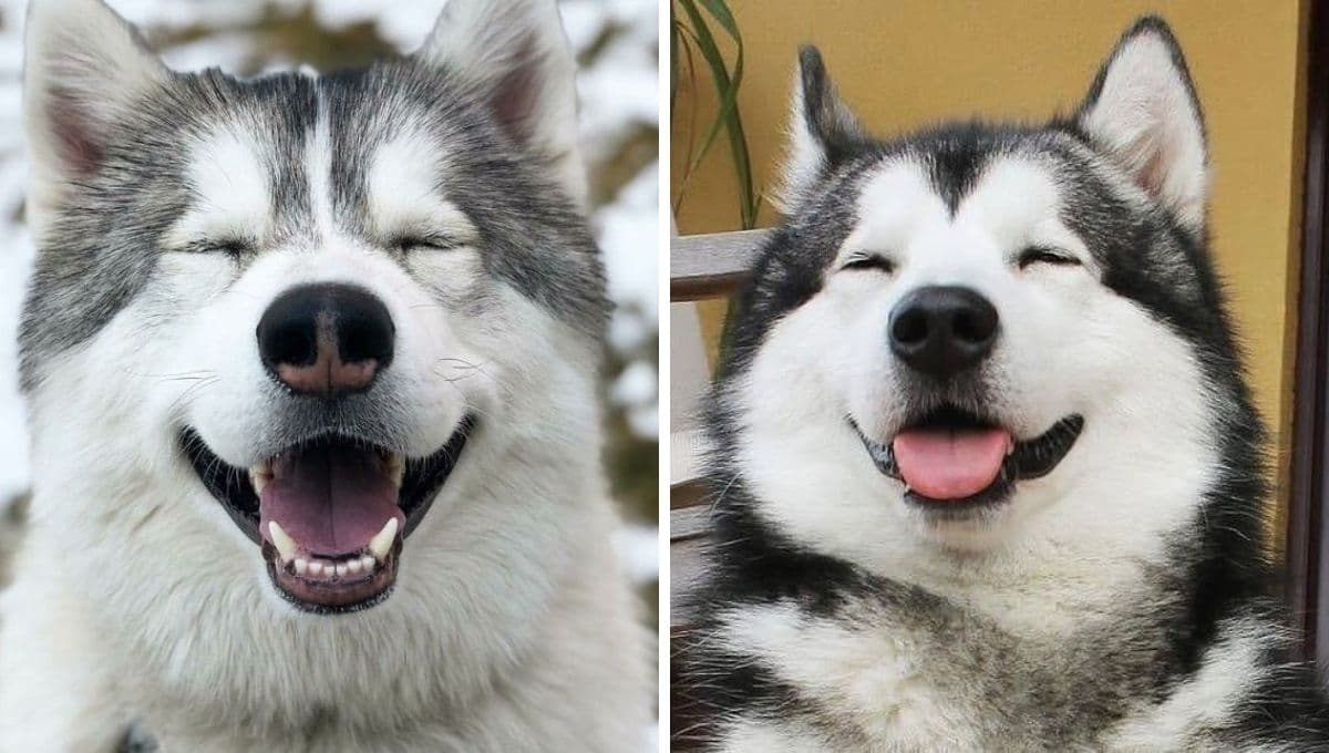 5 nombres FUERTES para perritas hembra con su significado