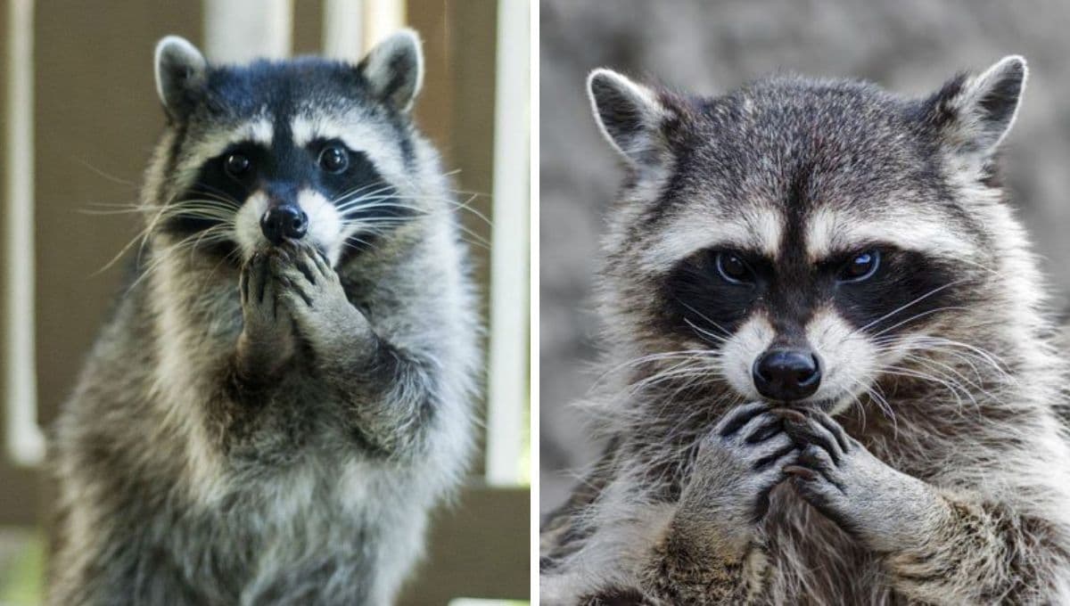 ¿Es cierto que todos los mapaches tienen RABIA?