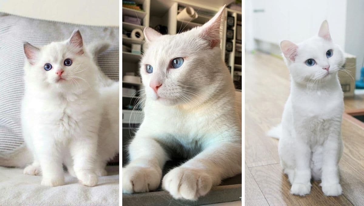 5 características de los gatos blancos para entender por qué son especiales