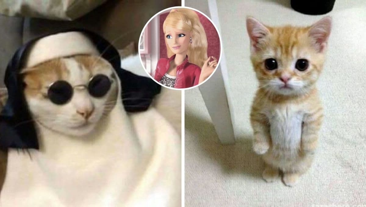 5 MEMES de gatos y Barbie para reír y compartir