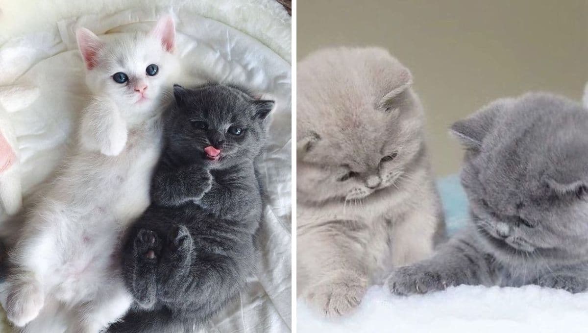 3 curiosos significados detrás de un gato que te amasa