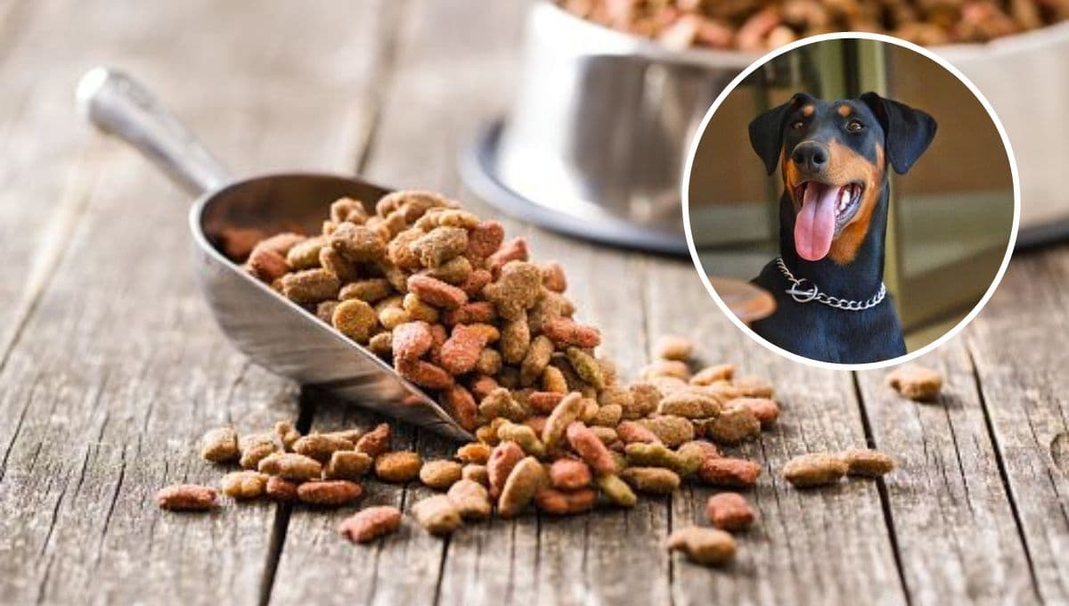 ¿Qué dar de comer a un perro si no tienes pienso?